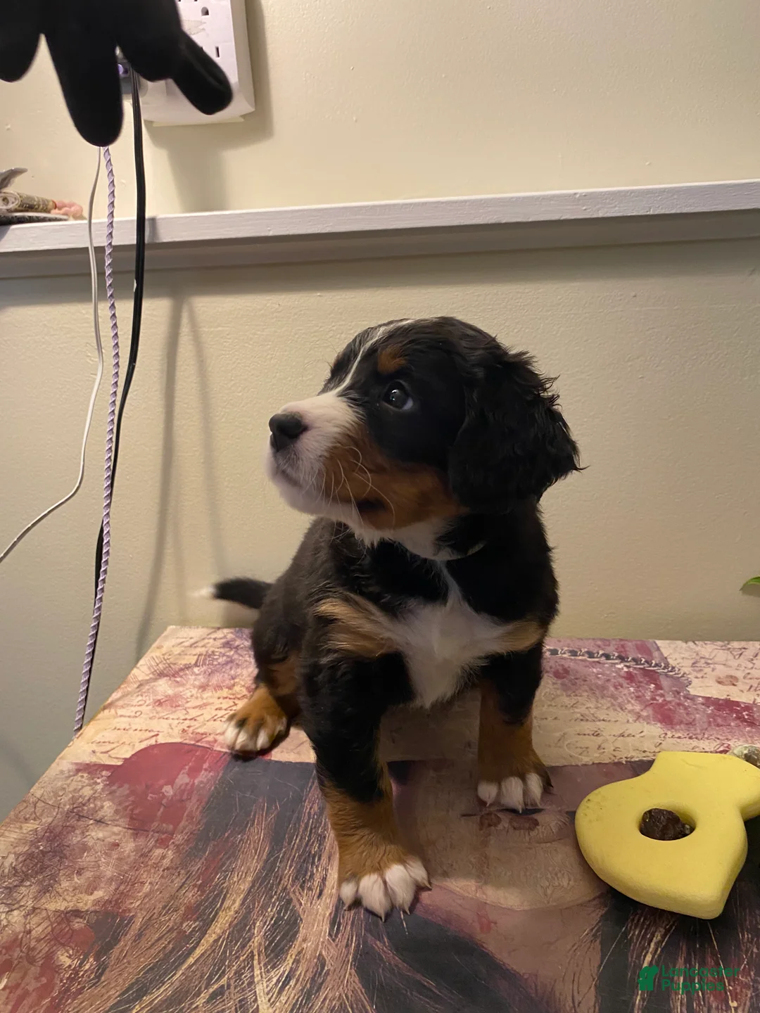 Bernedoodle dogs for sale: Bernedoodle Puppy 9 - Ad 7