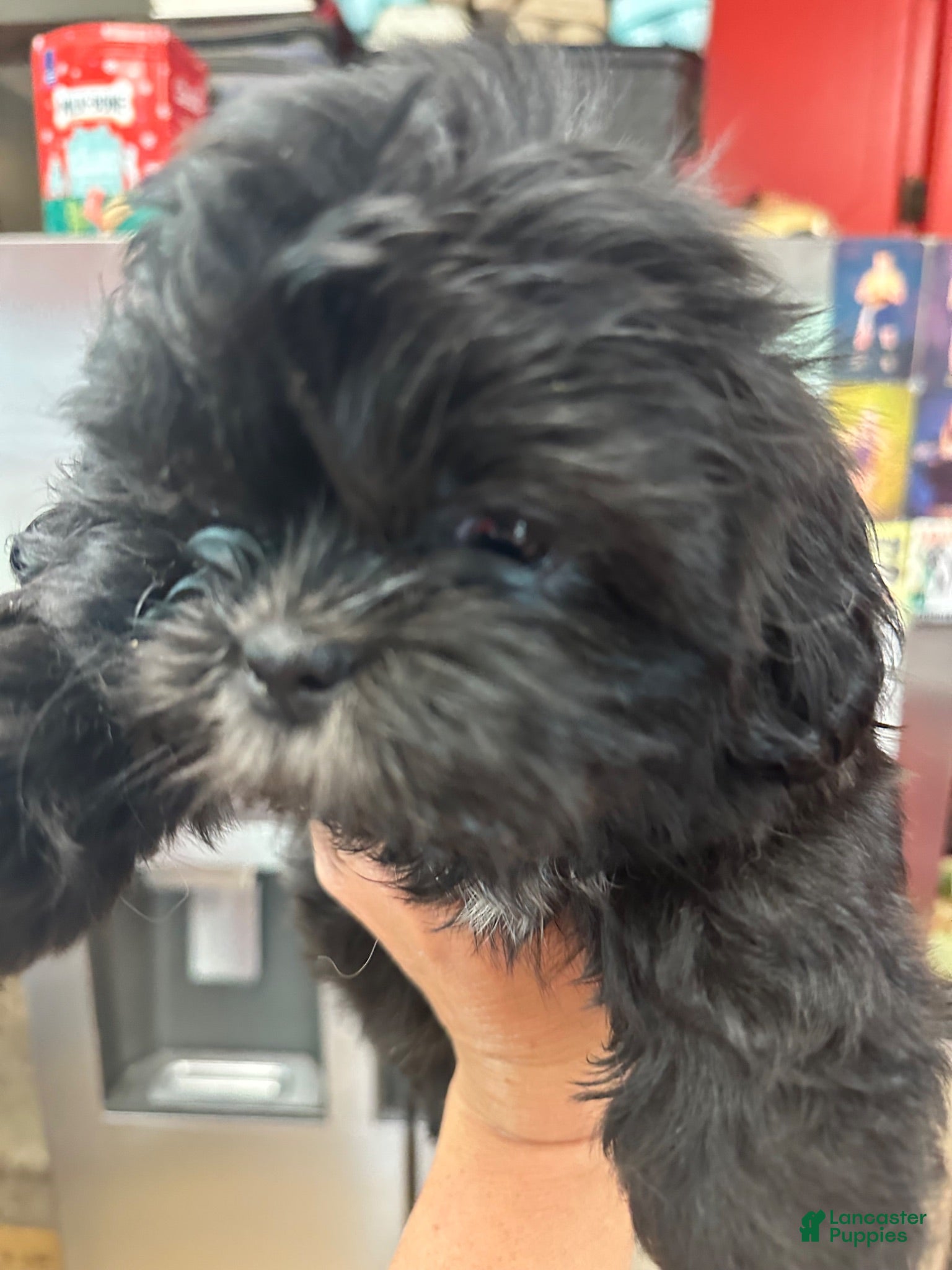 Shih Tzu dogs Shih Tzu 1 - Ad 2
