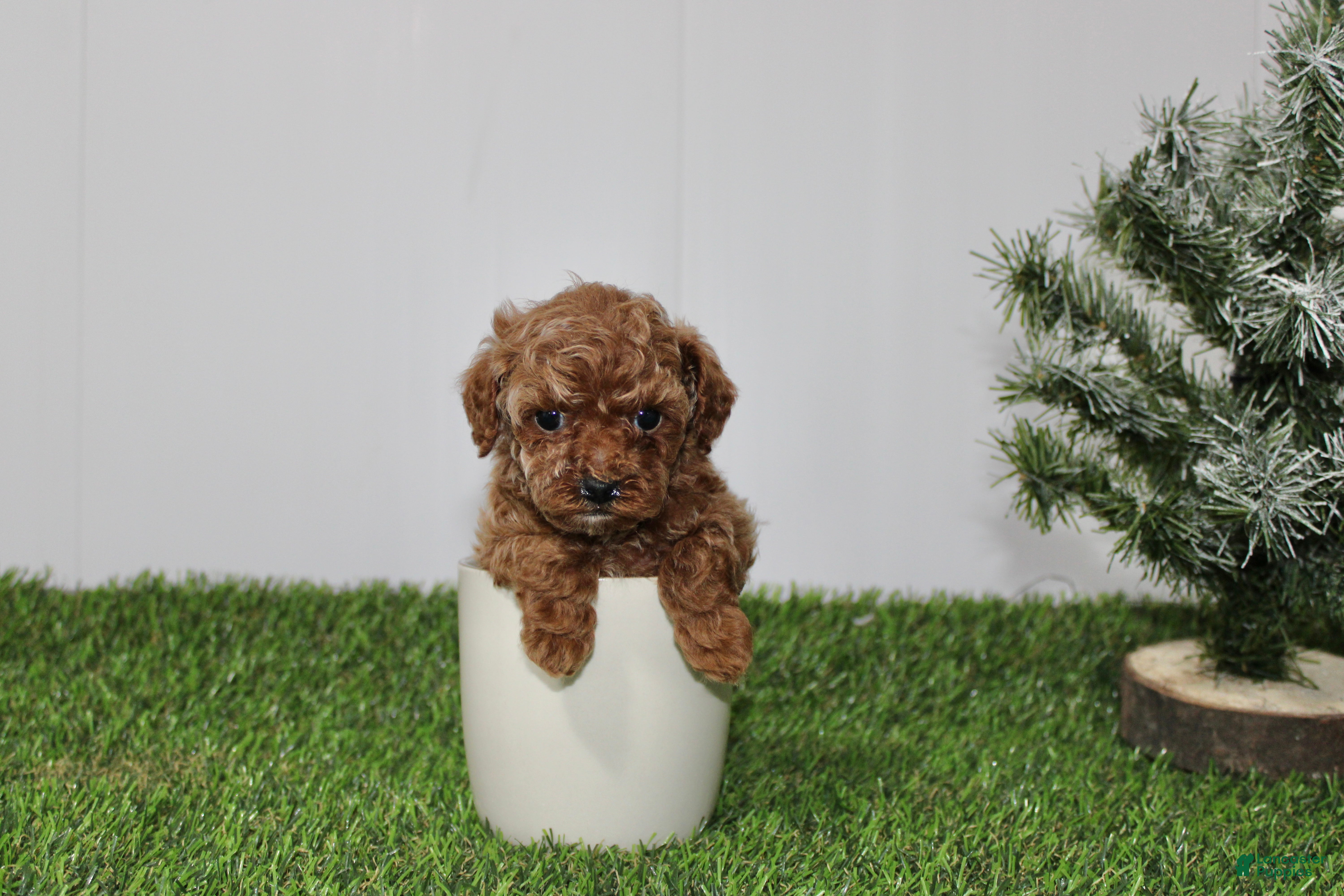 Toy Poodle dogs AKC Ali(tiny) - Ad 24