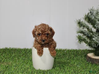 Toy Poodle dogs AKC Ali(tiny) - Ad 24