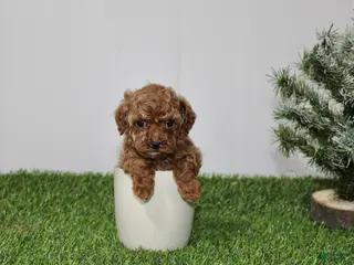 Toy Poodle dogs AKC Ali(tiny) - Ad 18