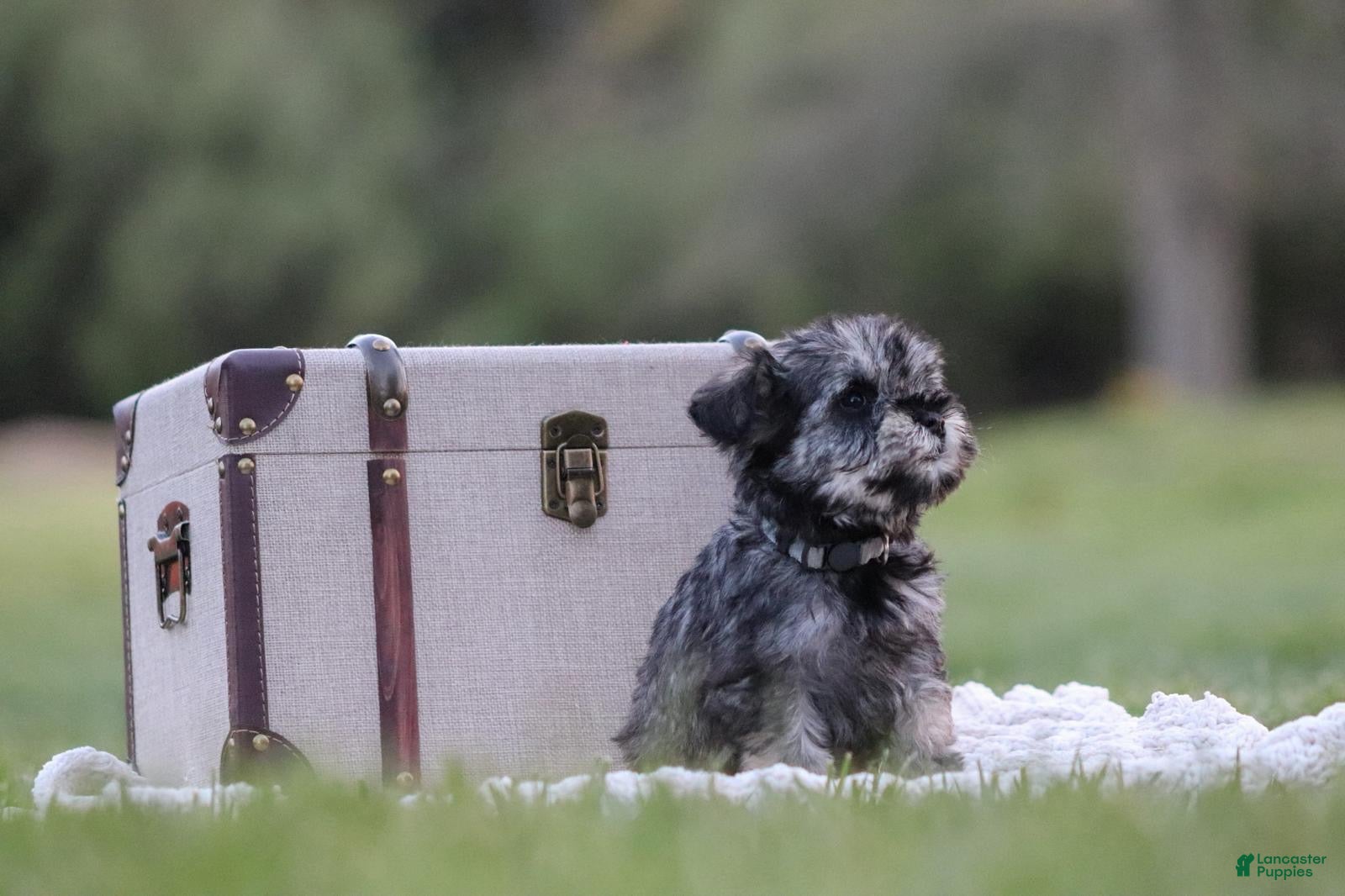 Miniature Schnauzer dogs Pepper - Ad 2