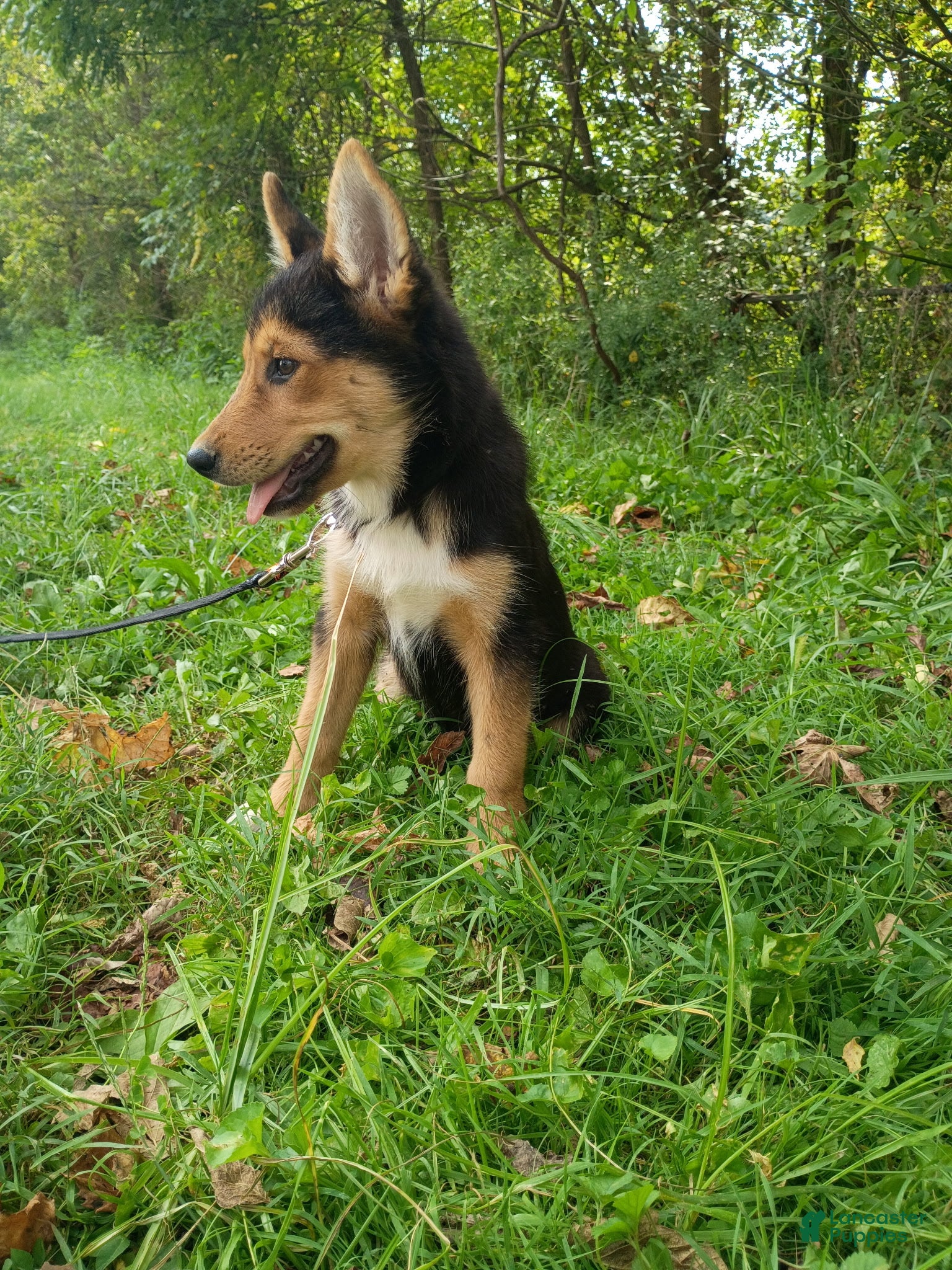 Gerberian Shepsky dogs Gerberian Shepsky GiGi - Ad 26