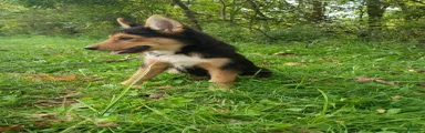Gerberian Shepsky GiGi