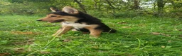 Gerberian Shepsky dogs for sale: Gerberian Shepsky GiGi - Ad 1