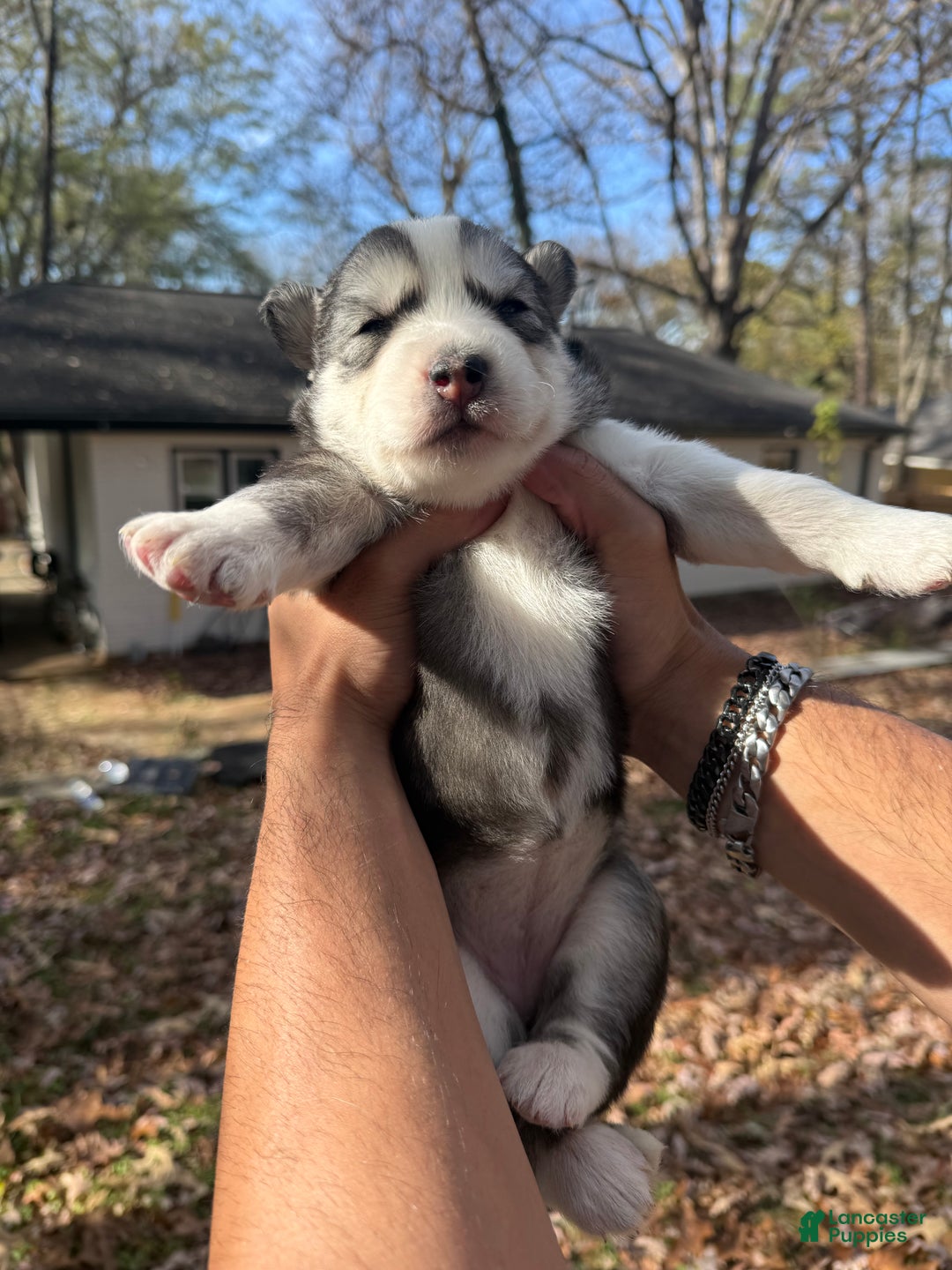 Siberian Husky dogs for sale: Blanquita - Ad 8