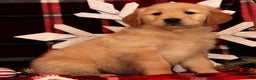 Golden Retriever dogs for sale: Dasher - Ad 4