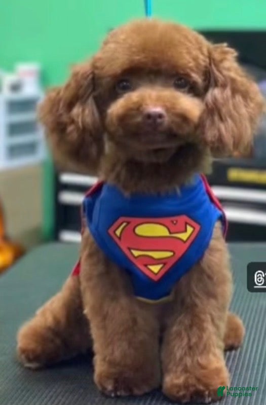 Toy Poodle dogs Toy Poodle Puppy 4 - Ad 2