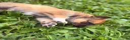 Mixed Breed dogs for sale: Spangle  - Ad 6