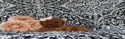 Miniature Poodle dogs for sale: Stormie - Ad 5