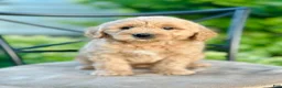 Mini Goldendoodle dogs for sale: Faye - Ad 3