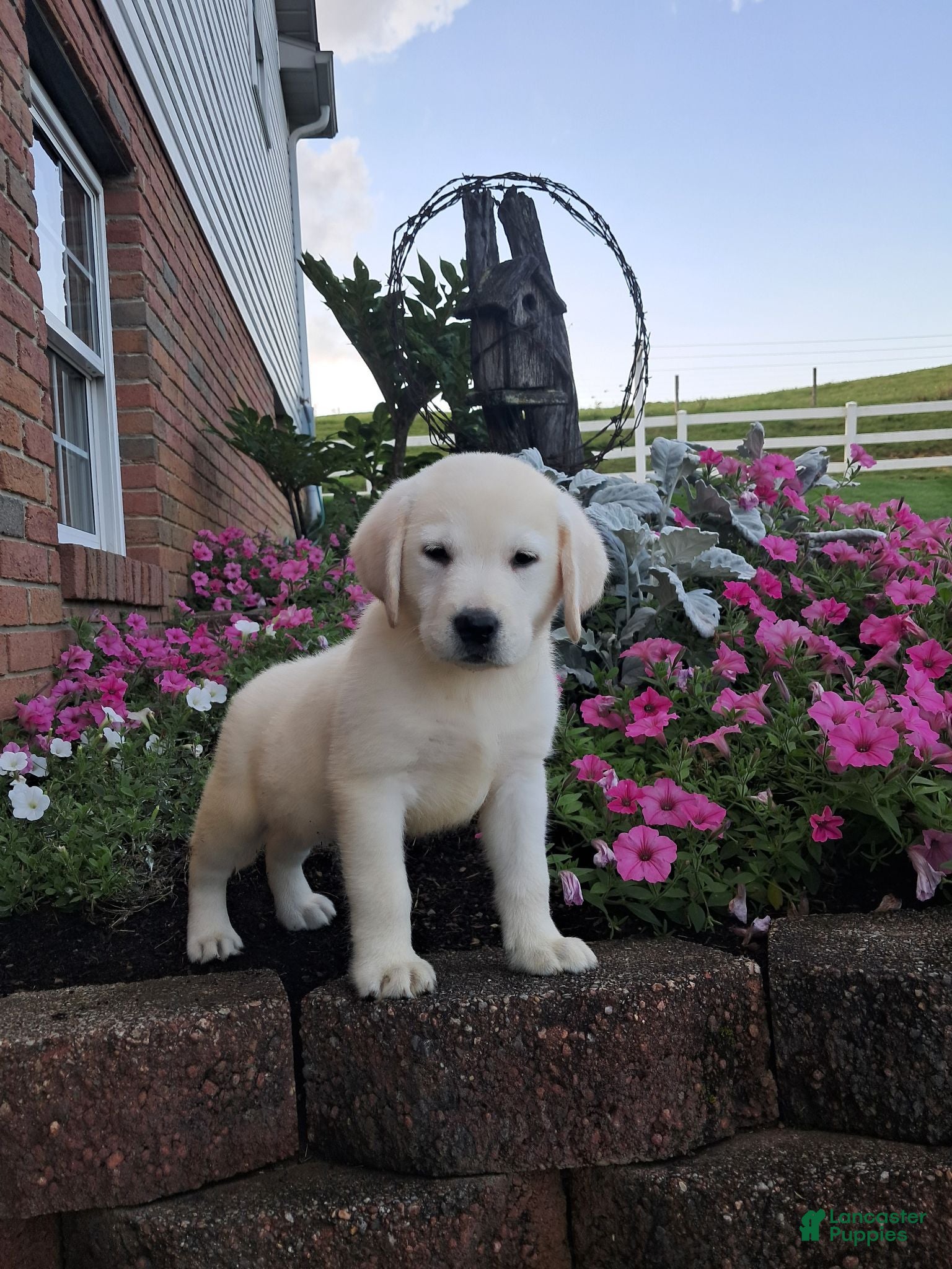 Labrador Retriever dogs Bruno - Ad 1