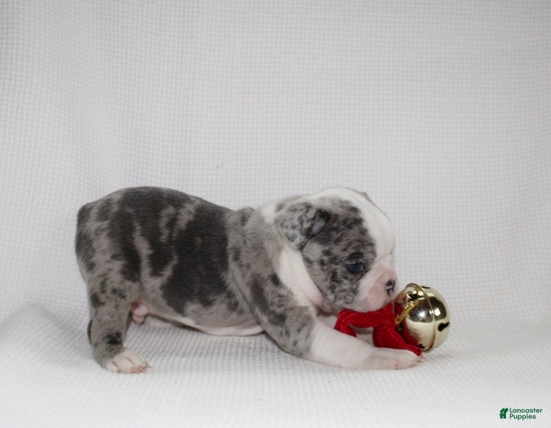 Frenchton dogs for sale: Tucker - Ad 4