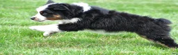 Miniature Australian Shepherd dogs for sale: Wilbur - Ad 14