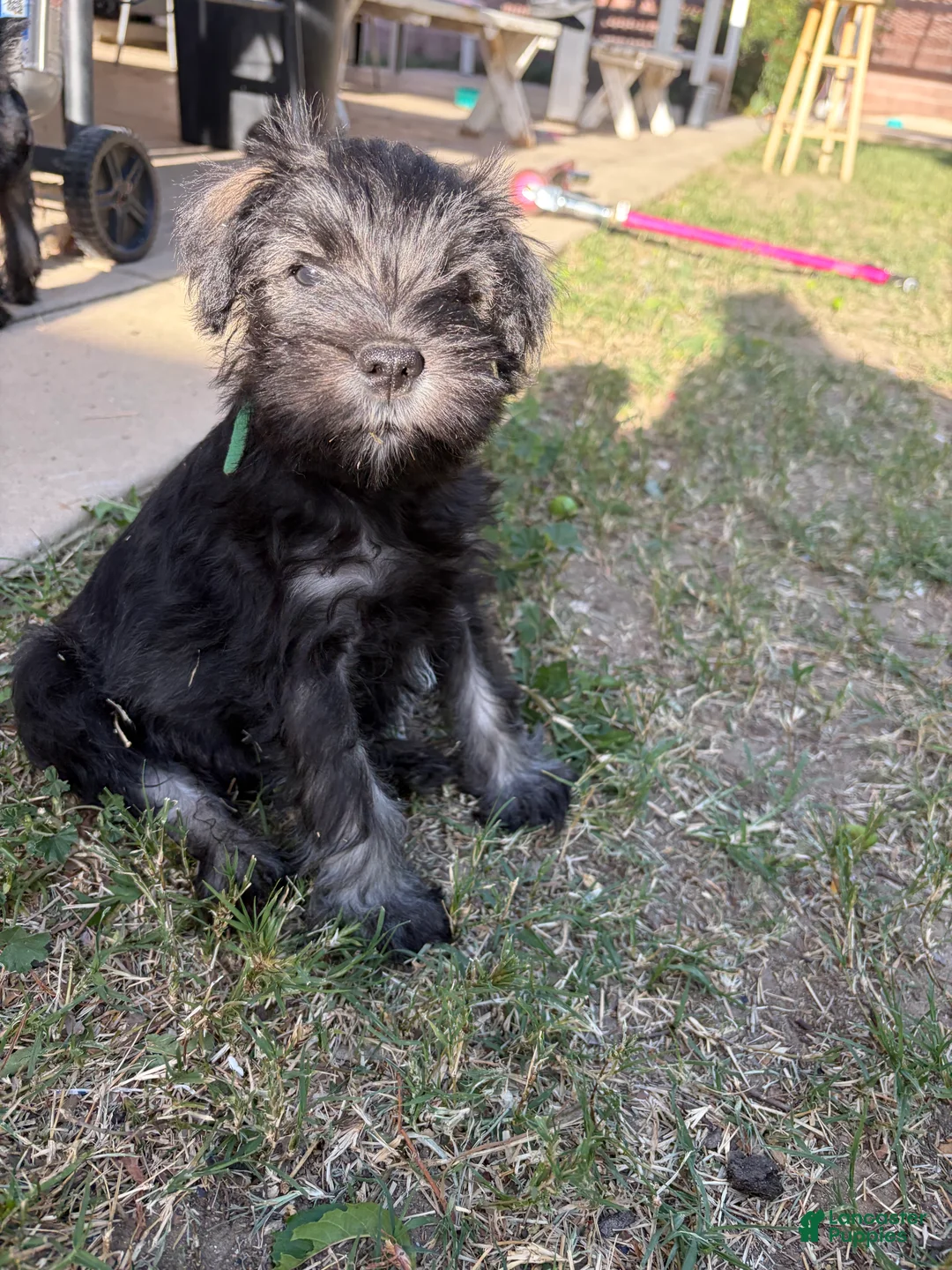 Miniature Schnauzer dogs for sale: Miniature Schnauzer Puppy 1 - Ad 2
