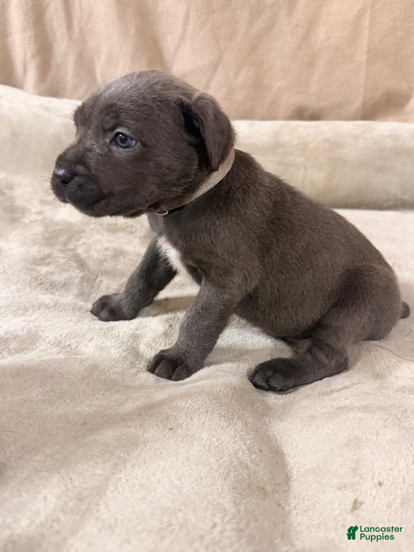 Cane Corso dogs Grey - Ad 2