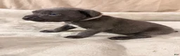 Cane Corso dogs for sale: Grey - Ad 2