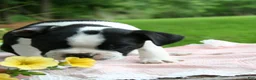 Boston Terrier dogs for sale: Bonnie - Ad 3