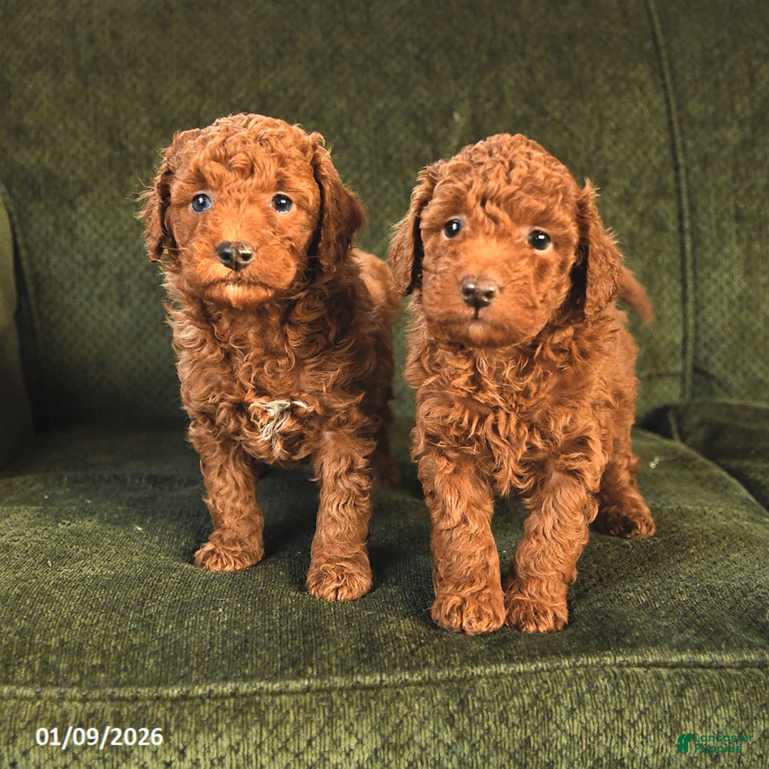 Miniature Poodle dogs for sale: Nikki - Ad 3