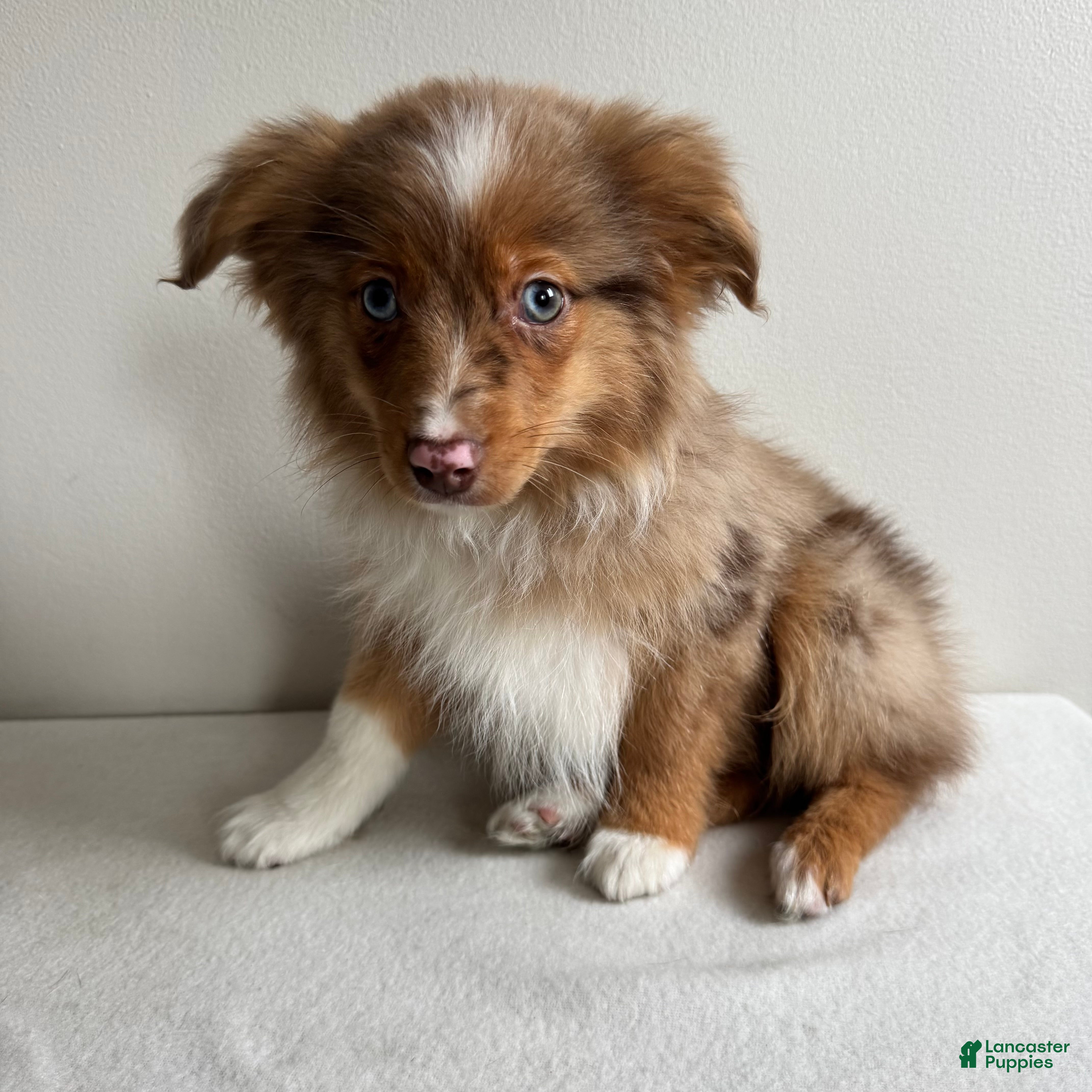 Toy Australian Shepherd dogs Scotty  - Ad 12