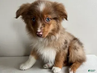 Toy Australian Shepherd dogs Scotty - Ad 12