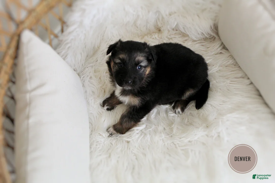 Mixed Breed dogs for sale: Denver  - Ad 2