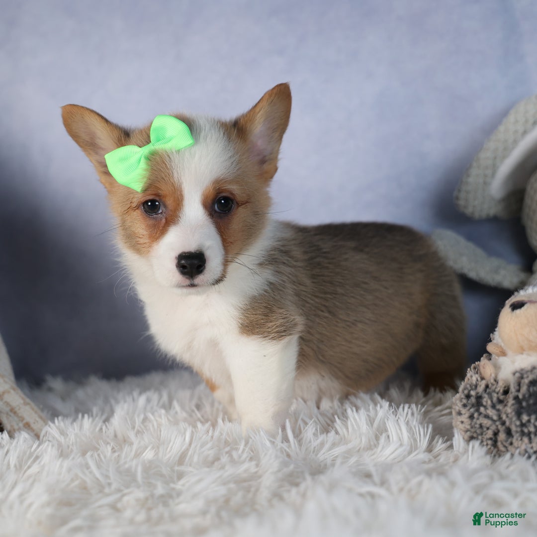 Welsh Corgi Pembroke dogs for sale: Dalton - Ad 9