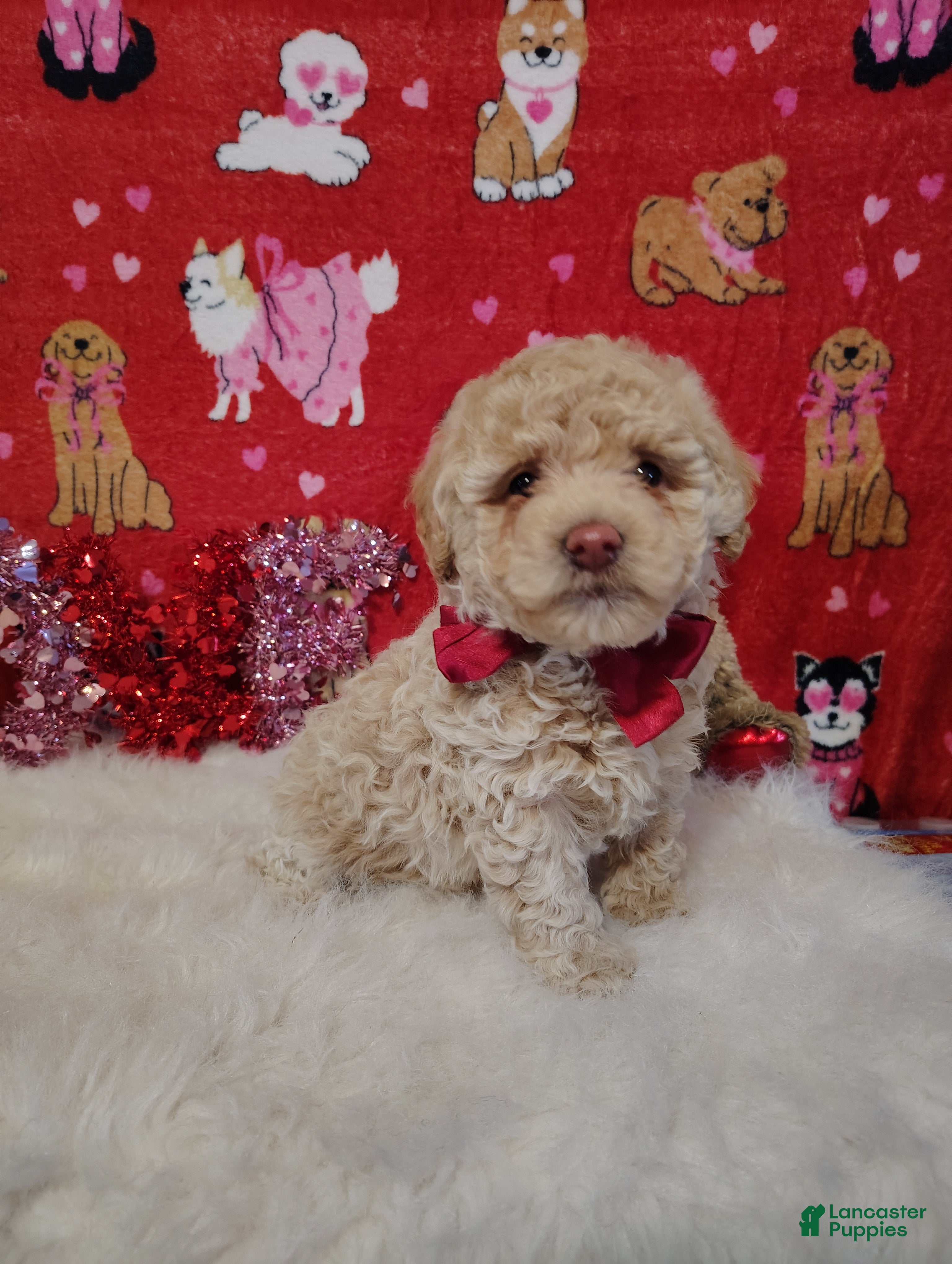 Toy Poodle dogs Prince - Ad 38