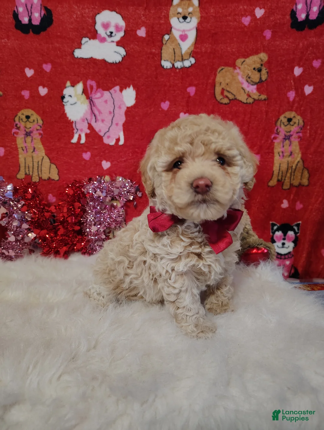 Toy Poodle dogs for sale: Prince - Ad 1