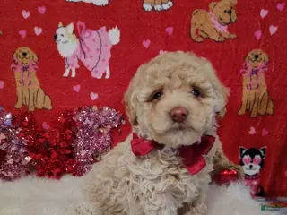 Toy Poodle dogs Prince - Ad 38