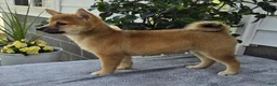 Shiba Inu dogs for sale: Mickey - Ad 3