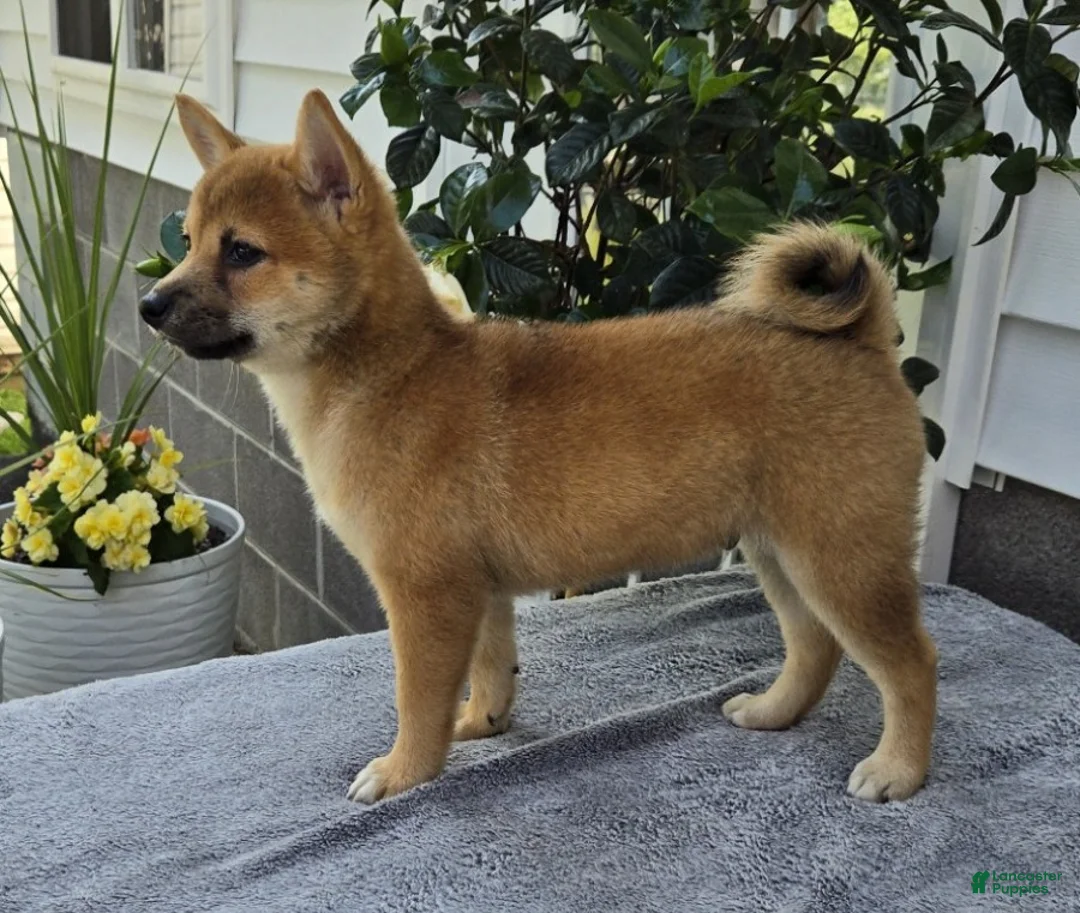 Shiba Inu dogs for sale: Mickey - Ad 3