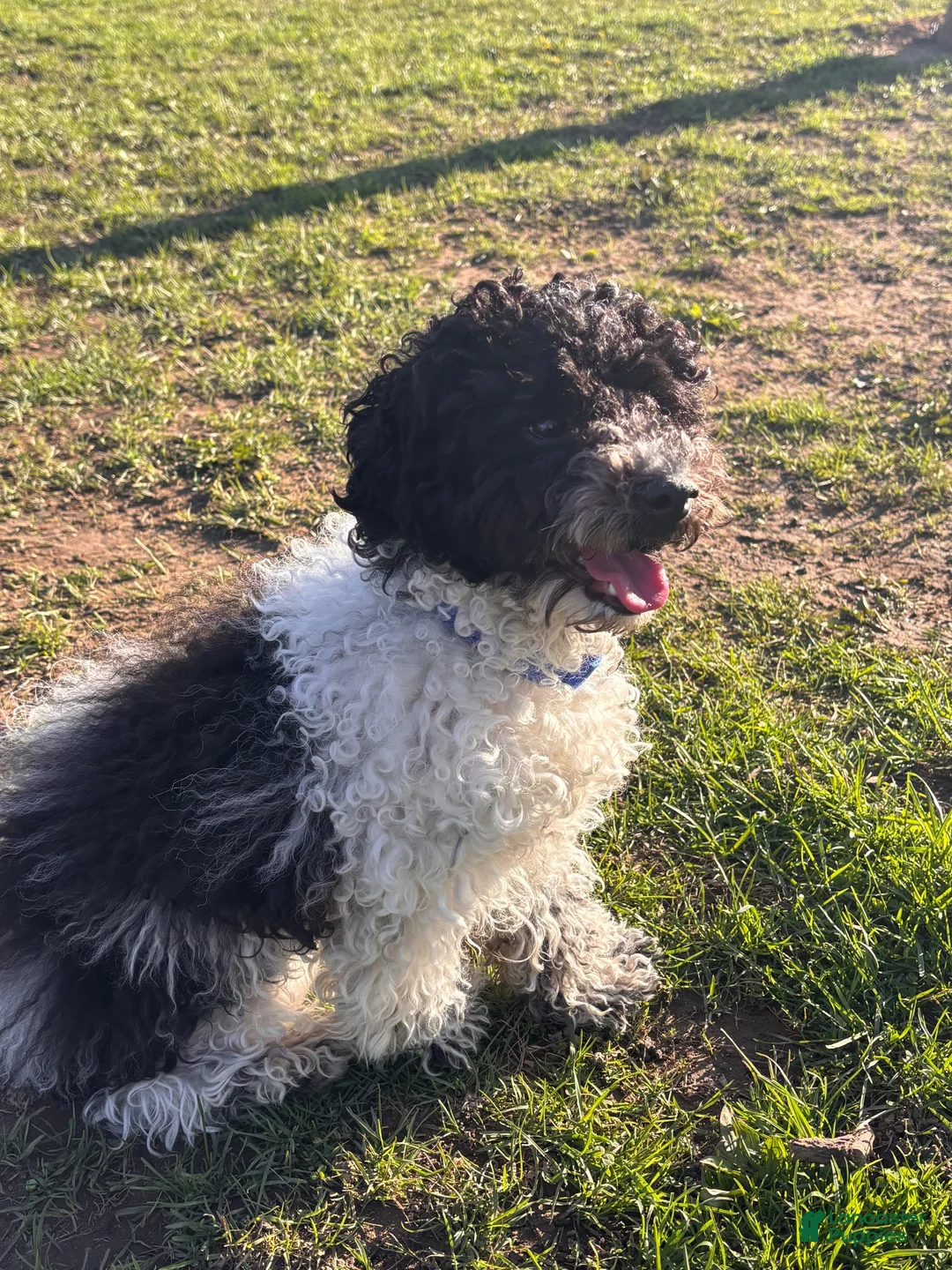 Mixed Breed dogs for sale: Mixed Breed 1 - Ad 1