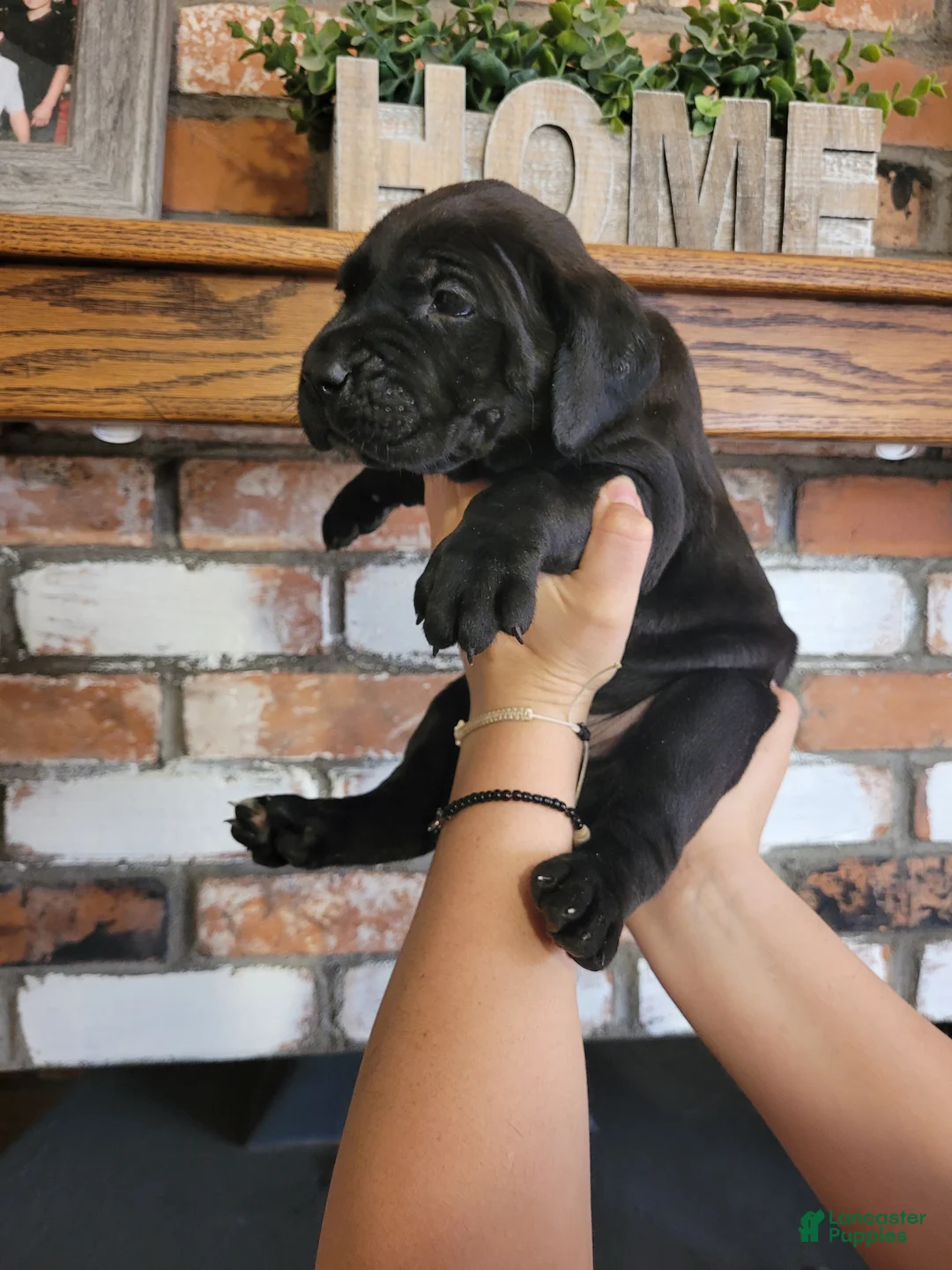 Cane Corso dogs for sale: Apollo - Ad 2
