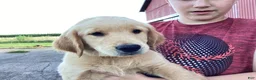 Golden Retriever dogs for sale: Jasper  - Ad 2