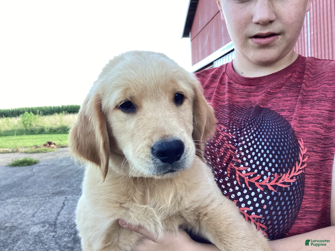 Golden Retriever dogs for sale: Jasper  - Ad 2
