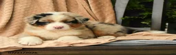 Australian Shepherd dogs for sale: Miles - Ad 4