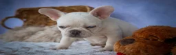 French Bulldog dogs for sale: Tulip🩷  - Ad 19