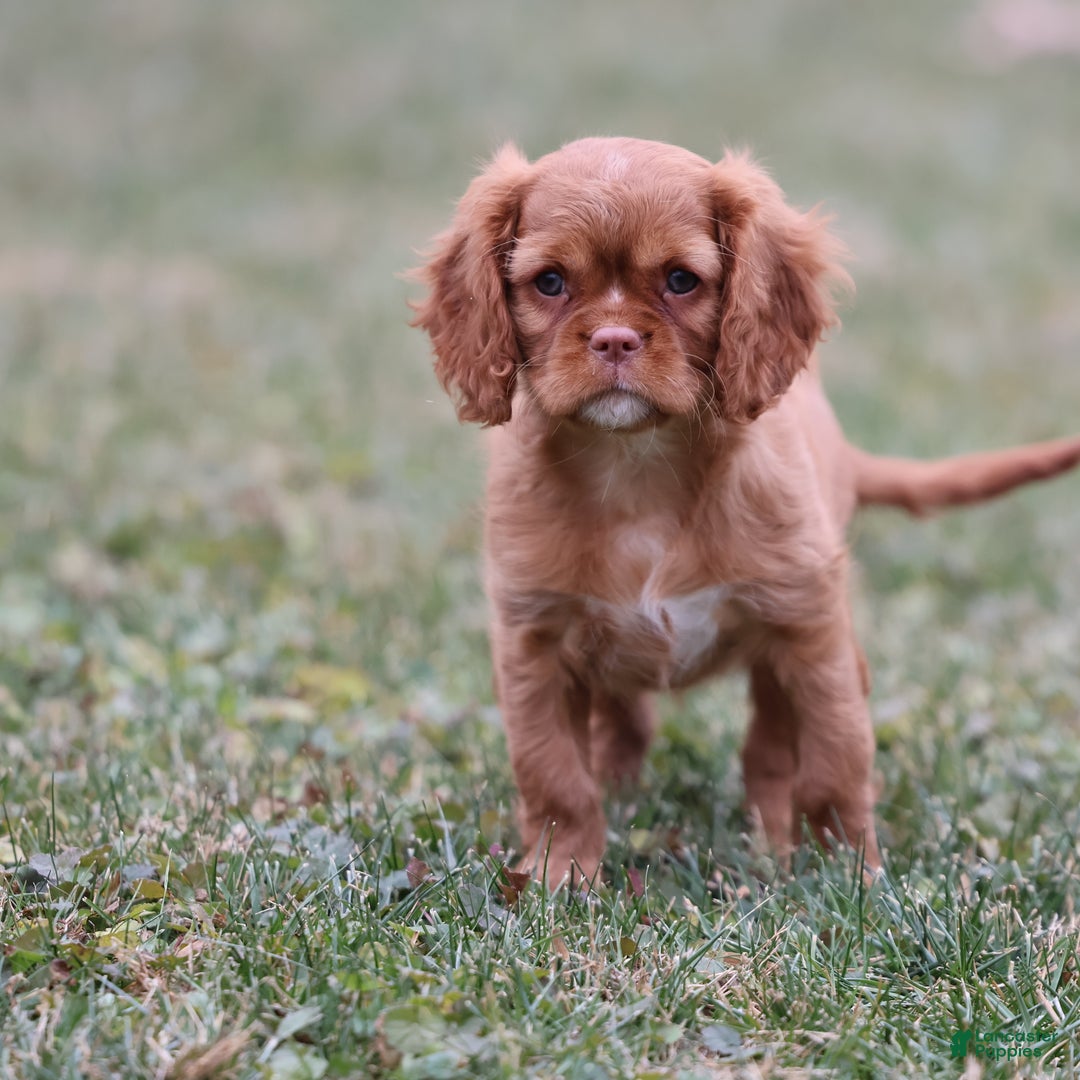 Cavalier King Charles Spaniel dogs for sale: Starburst  - Ad 1