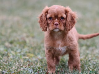 Cavalier King Charles Spaniel dogs Starburst - Ad 16
