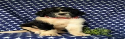 Saint Berdoodles dogs for sale: Clayburn - Ad 3