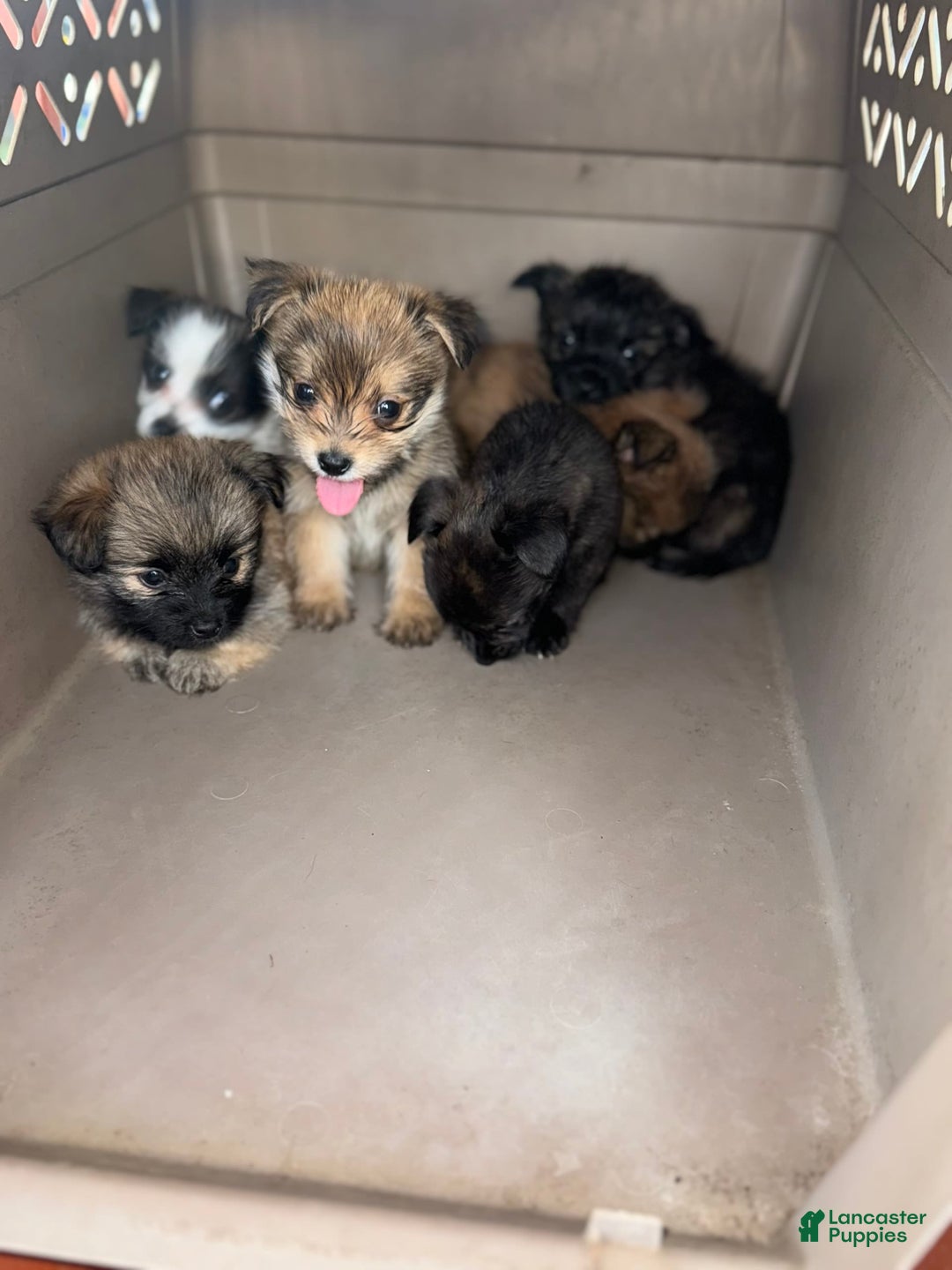 Gallery Image {{count}}