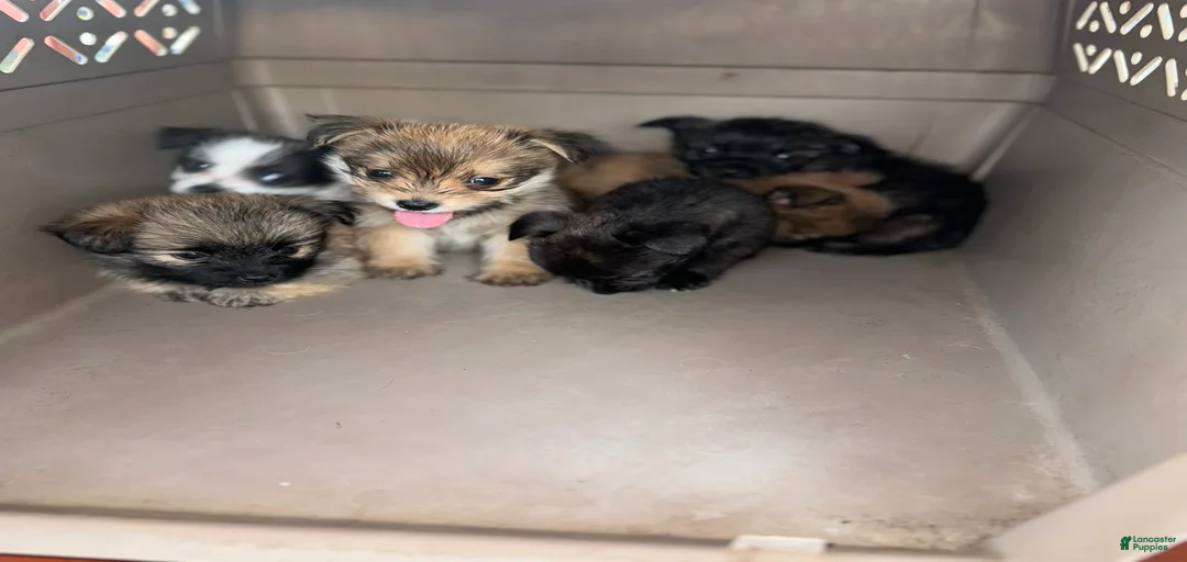 Gallery Image {{count}}