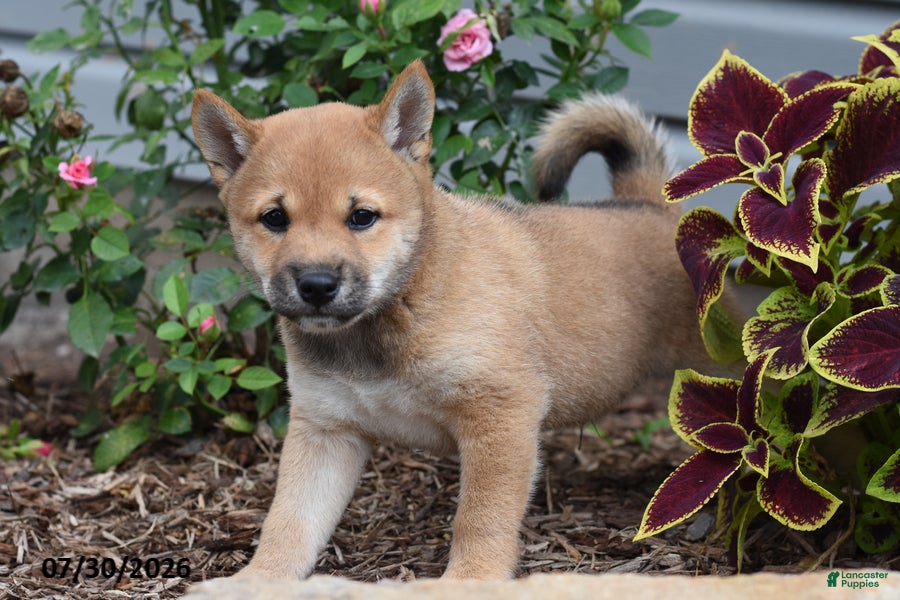 Shiba Inu dogs Jasper - Ad 2