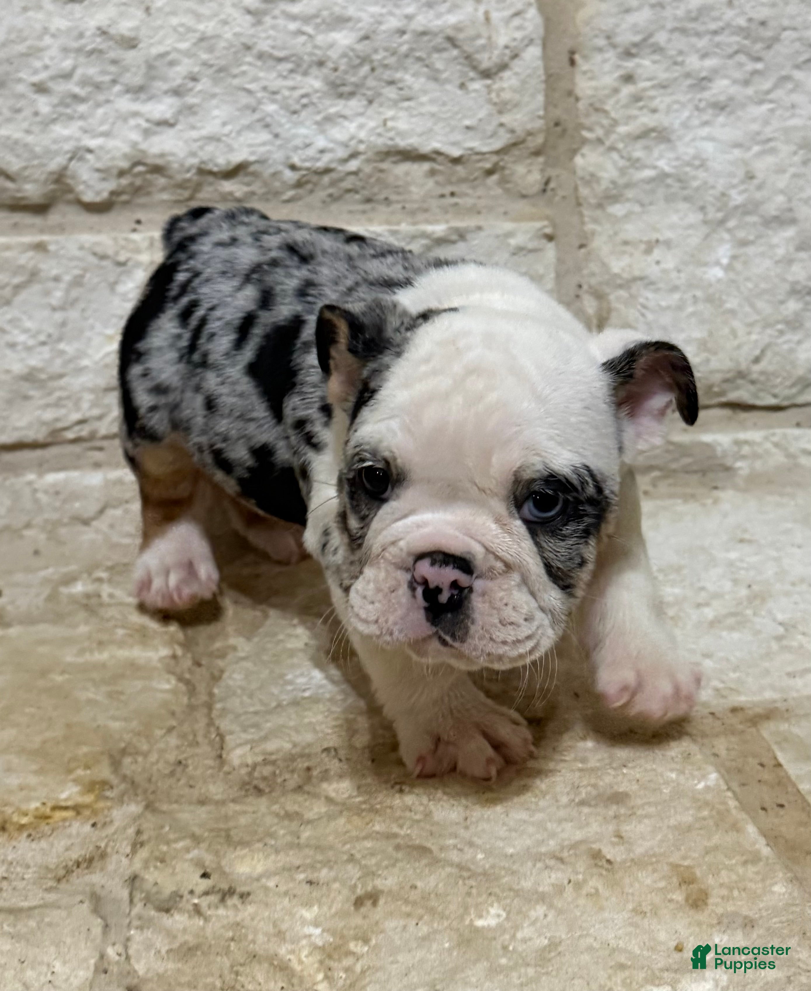English Bulldog dogs Yoshi  - Ad 2