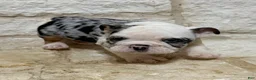 English Bulldog dogs for sale: Yoshi  - Ad 2