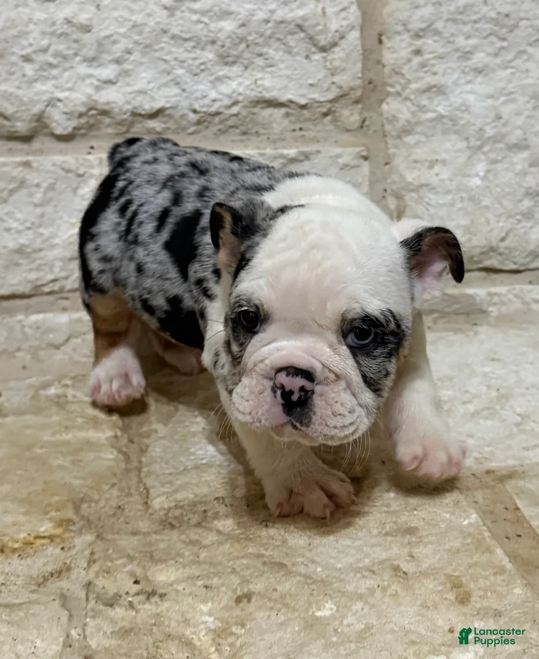 English Bulldog dogs for sale: Yoshi  - Ad 2