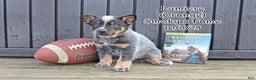 Australian Cattle Dog dogs for sale: Lumiere - Ad 1