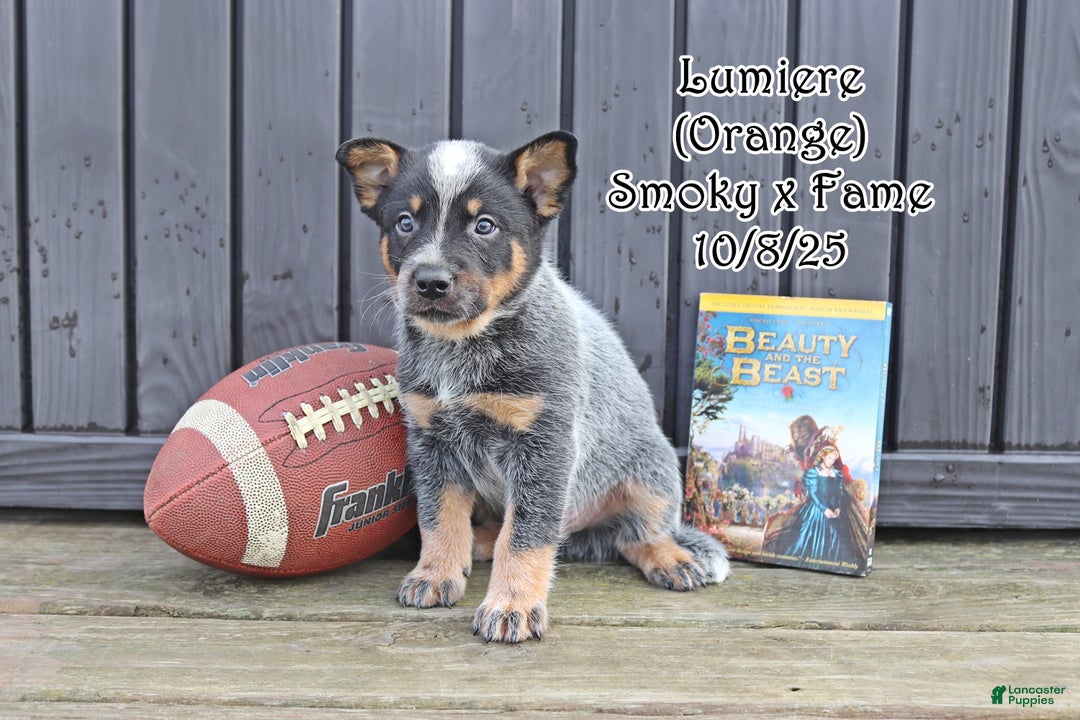 Australian Cattle Dog dogs for sale: Lumiere - Ad 1