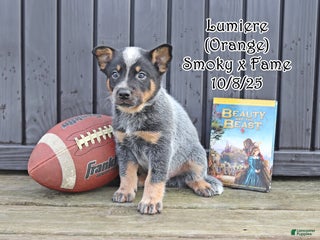 Australian Cattle Dog dogs Lumiere - Ad 41